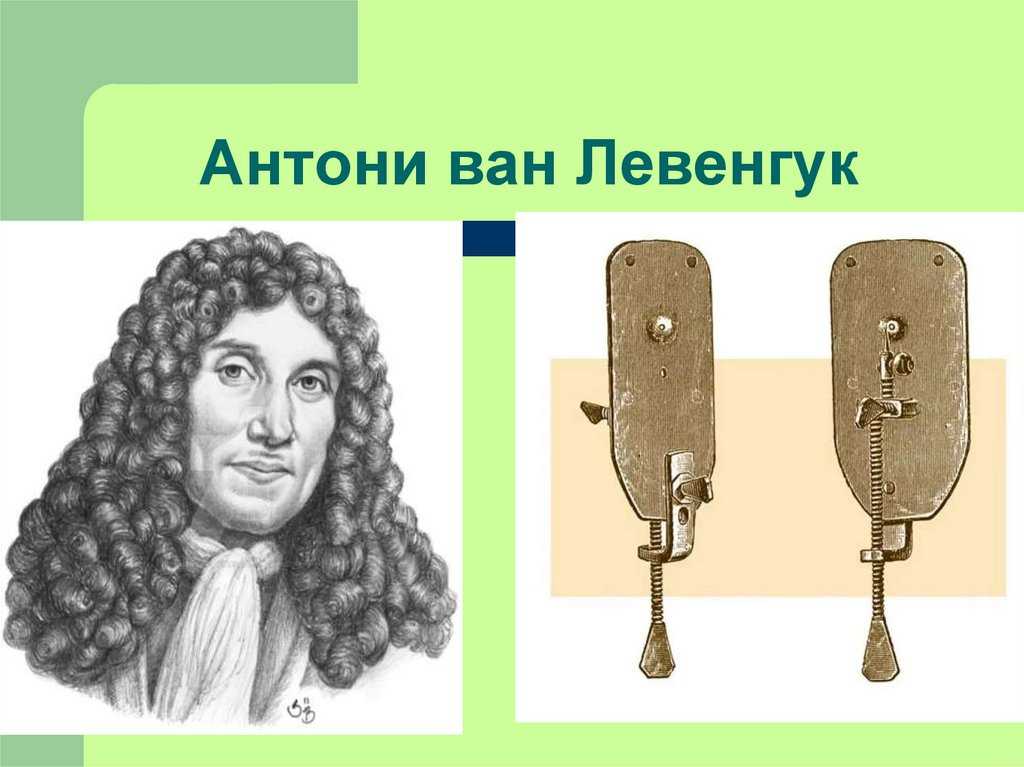 История открытия клетки - понятие, первооткрыватели, хронология