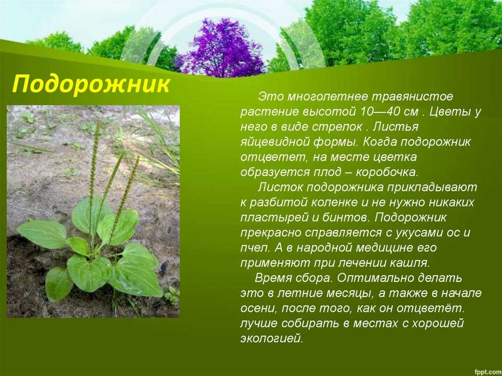 Топ-4 версии, почему растение подорожник так названо