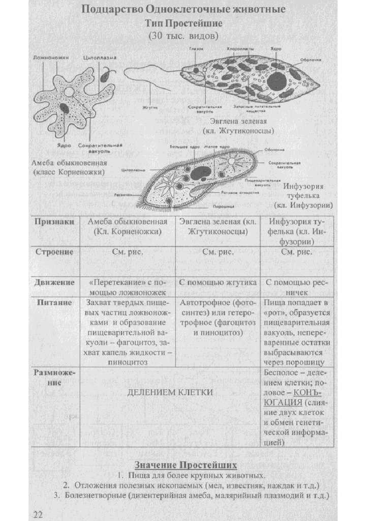 Одноклеточные животные. конспект биология. подготовка к егэ, огэ, дви