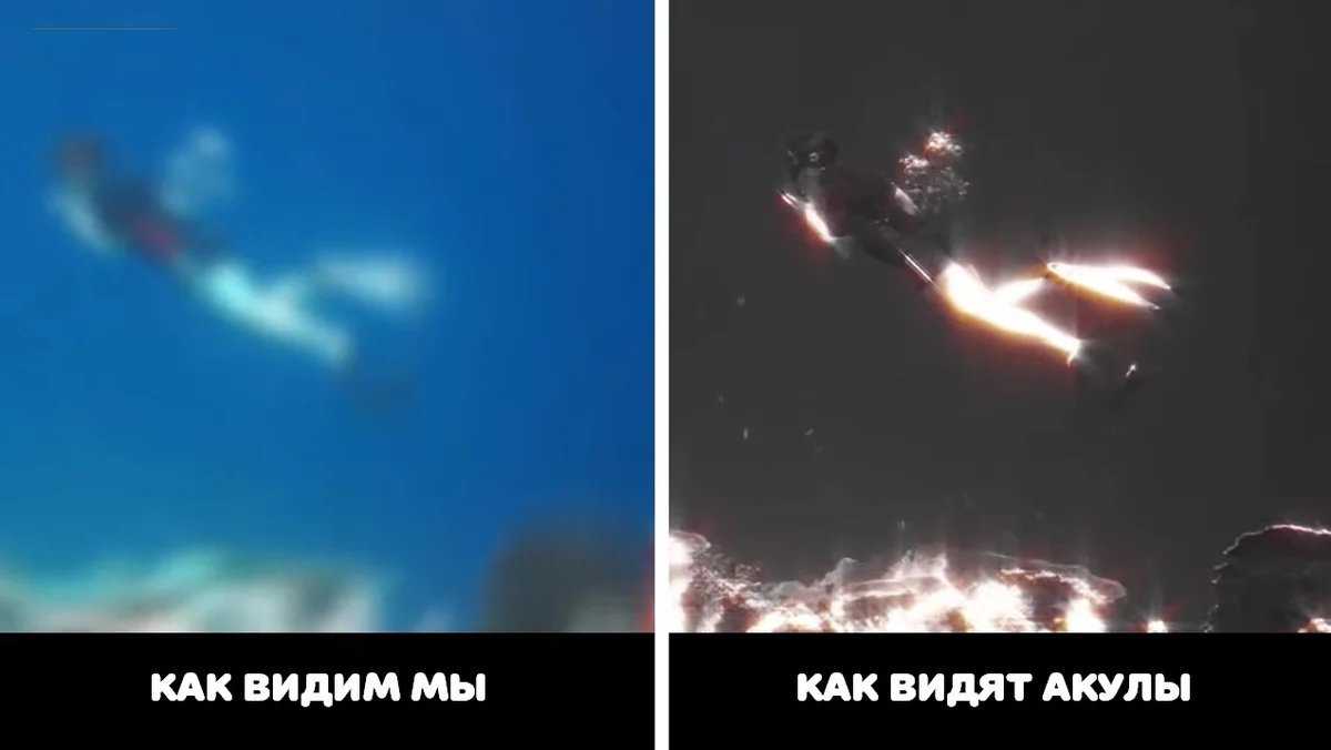 Что снится собакам: могут ли собаки видеть сны, строение мозга животного и мнения ученых