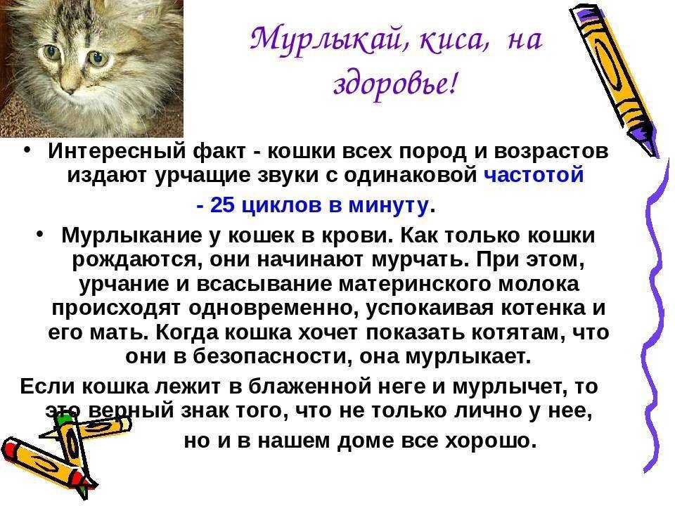Почему кошки мурлыкают когда их гладишь: откуда издаётся звук