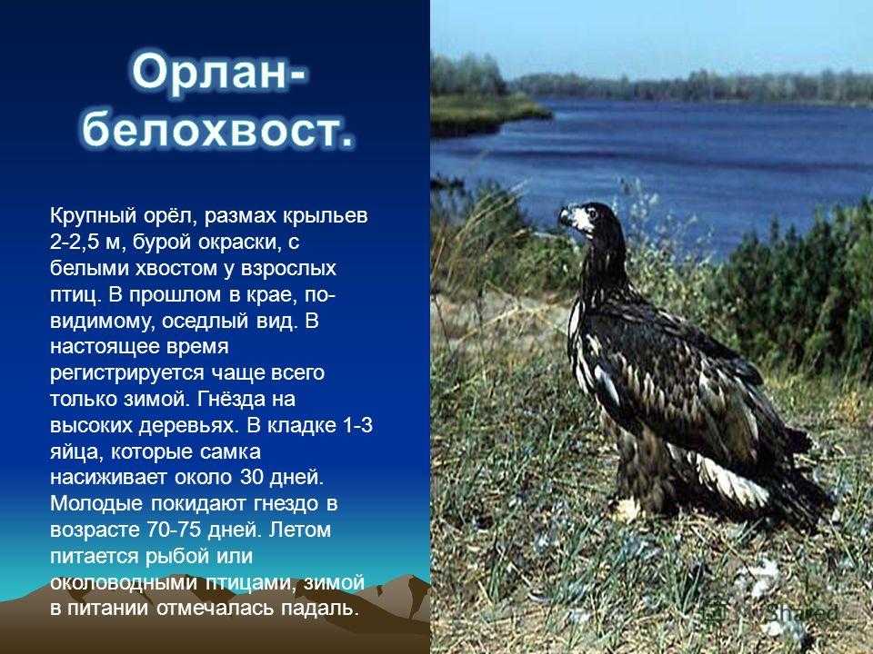 Растения, занесенные в красную книгу краснодарского края: названия, описание и фото