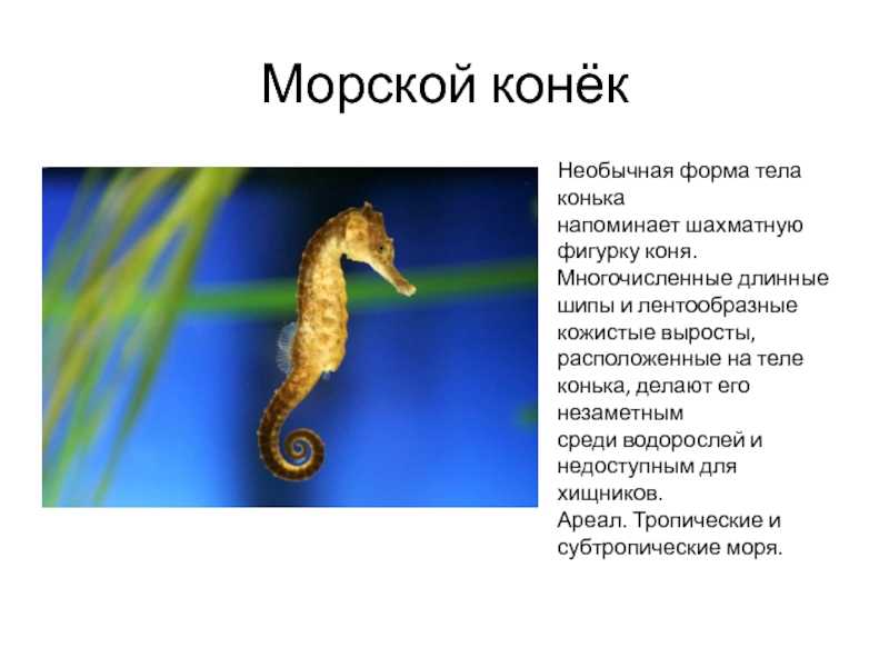 Тряпичник морской конек. образ жизни и среда обитания тряпичника | животный мир