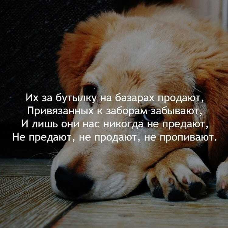 25 лучших сторожевых собак, которые будут любить и защищать вашу семью