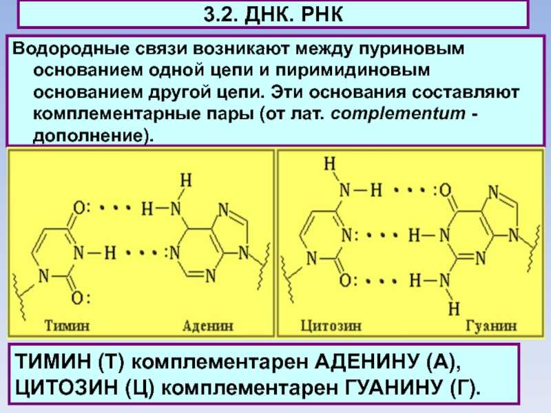 Днк (дезоксирибонуклеиновая кислота)