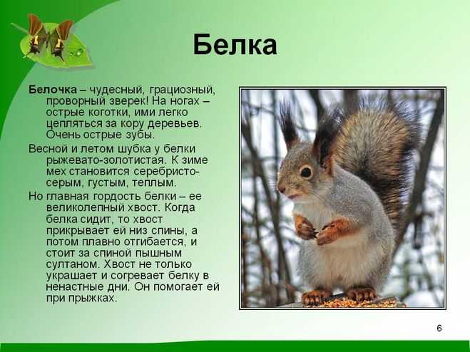 Обыкновенная белка (97 фото) - описание, характеристики, питание, виды