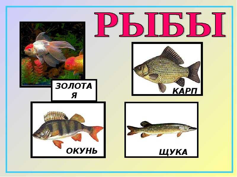 Птицы болот. описание, названия и особенности птиц болот