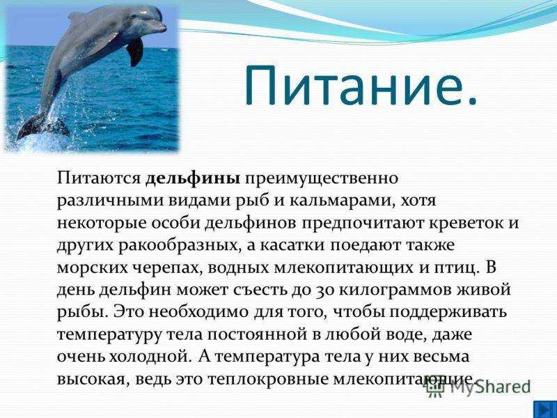 Дельфины – виды и описание