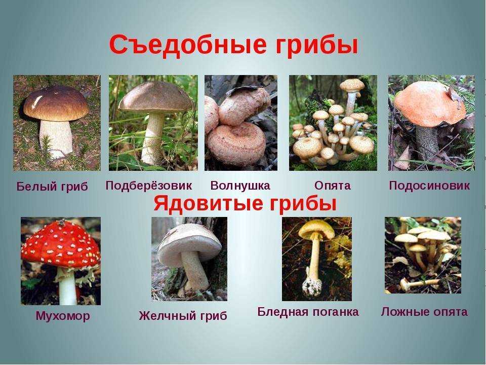 Млечник (род грибов) – описание, виды, фото, где растут, польза