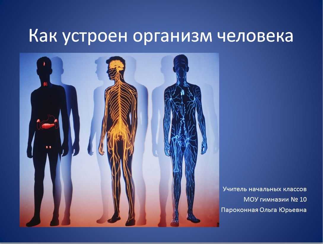 Викторина с ответами по анатомии для школьников
