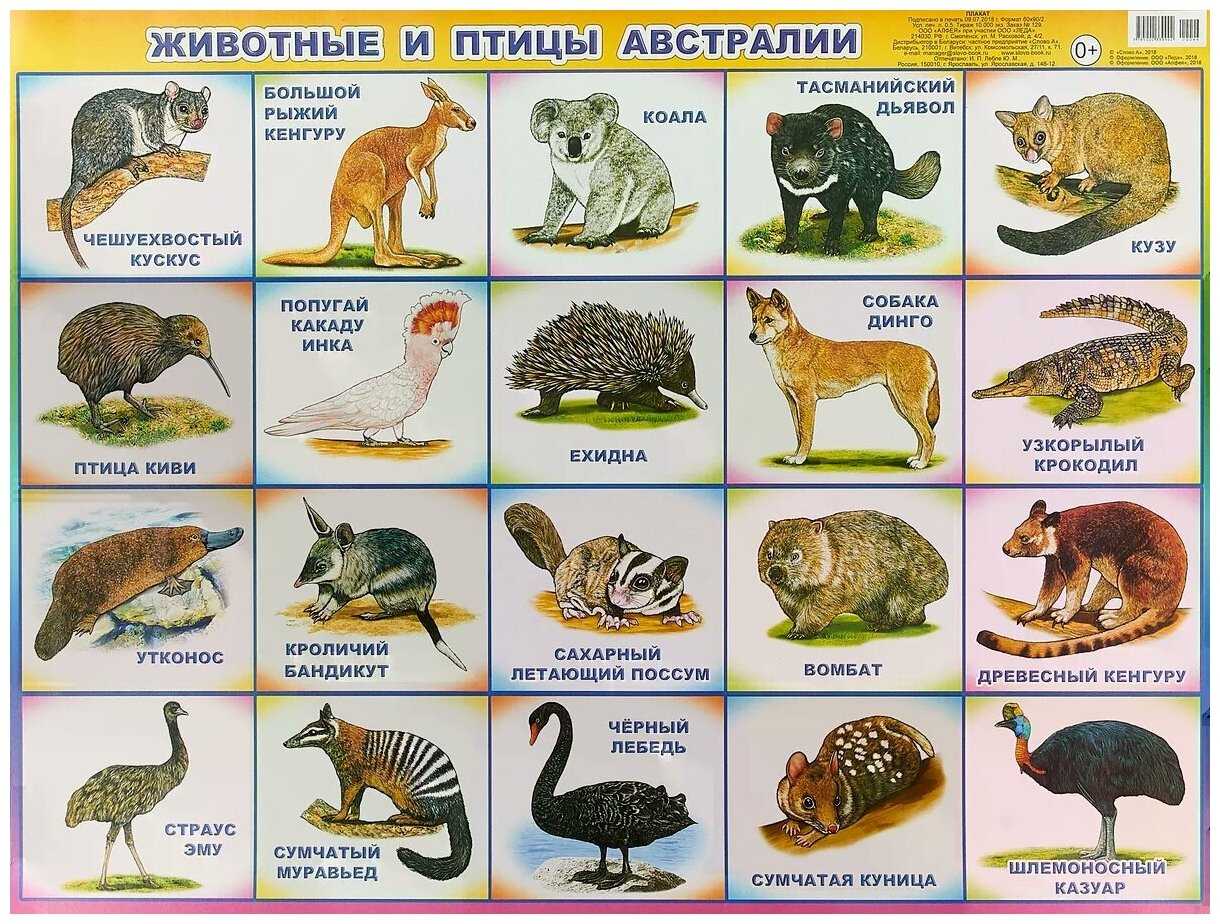 о животных, обитающих в Австралии: млекопитающих, птицах, земноводных, пресмыкающихся, рыбах, насекомых Описание видов с фото и видео