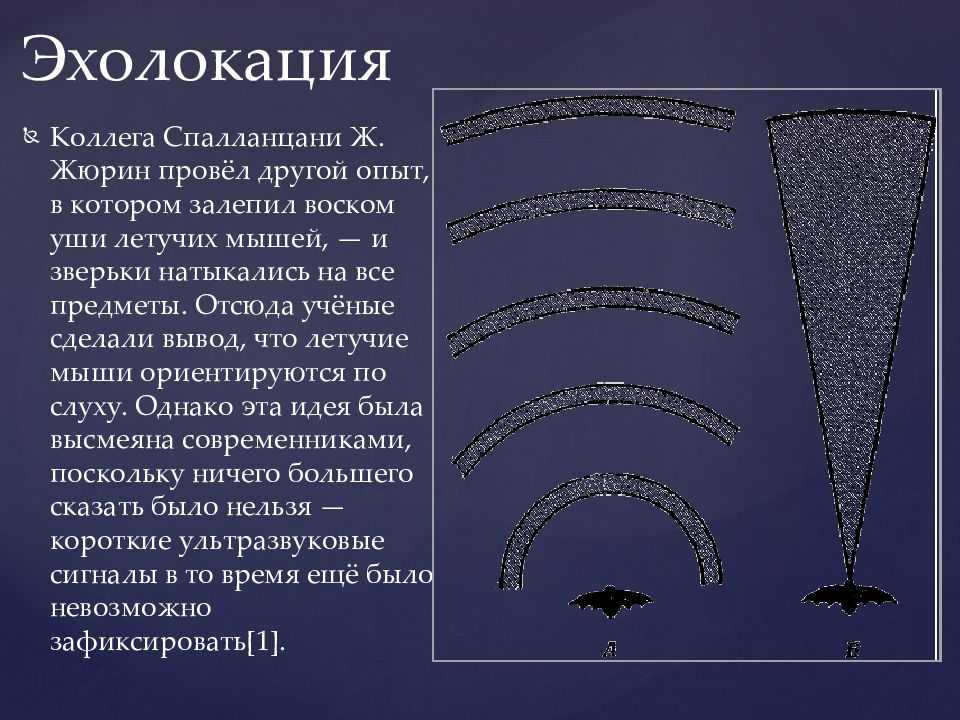 Эффективные способы по изгнанию летучих мышей на даче