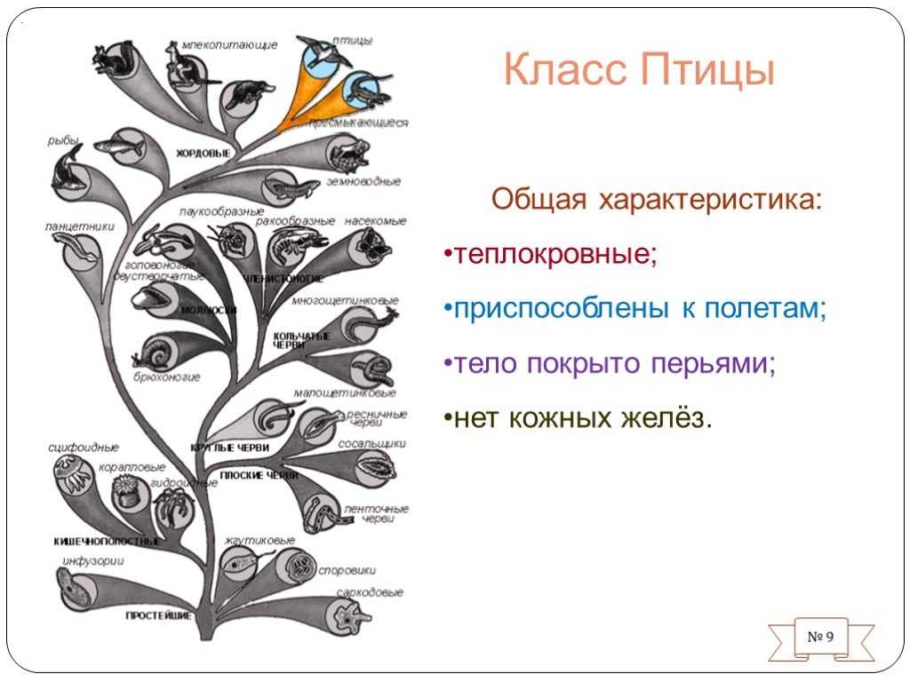 Весна перелётные птицы, фото. названия перелётных птиц ,картинки с названиями. перелетные птицы россии, в подмосковье, беларусь, урал,  север, сибирь