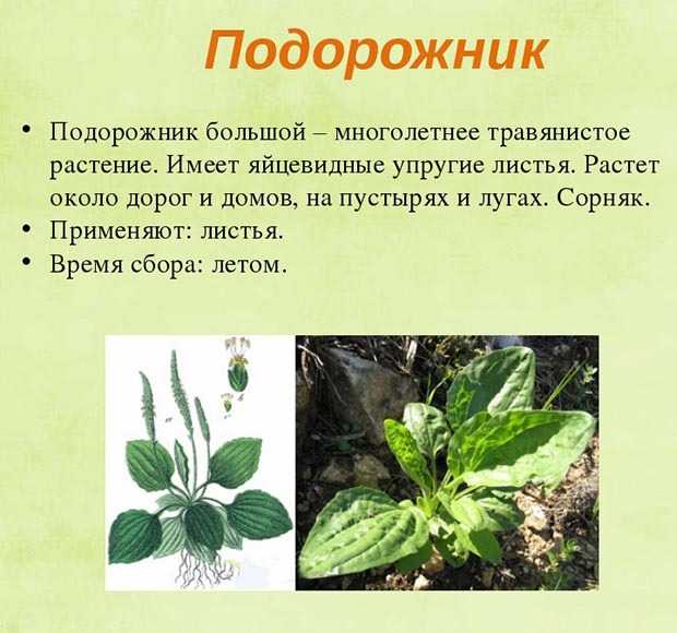 Польза подорожника