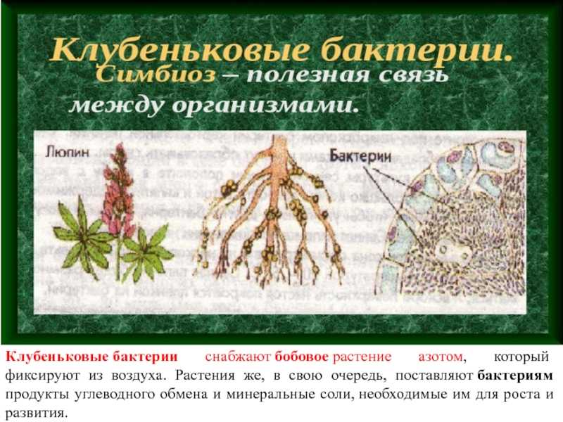 Жуткие подземные жители - кто они