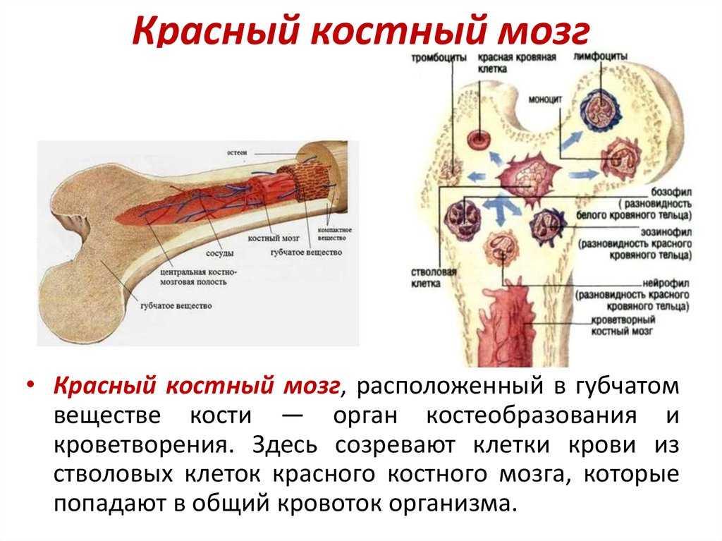 Первобытные люди, что делали. первобытные «консервы» из костного мозга | интересные факты