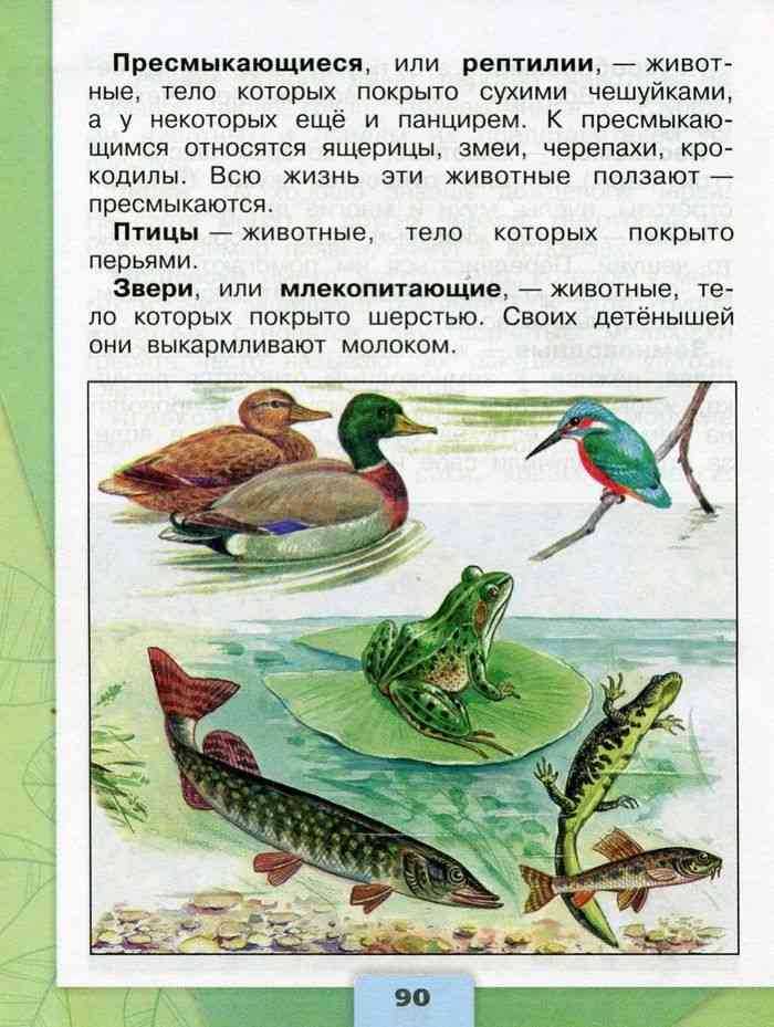 Птицы болот. описание, особенности и названия птиц живущих на болоте | живность.ру