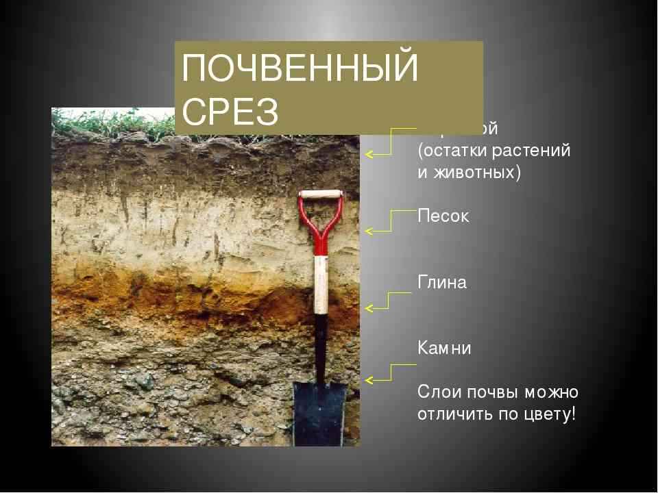 Как определить хороший чернозем или нет? 2023 - ооо "сибирский агросоюз"