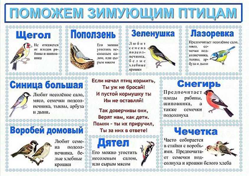 Перелетные и зимующие птицы ?️ описание, виды, характеристика