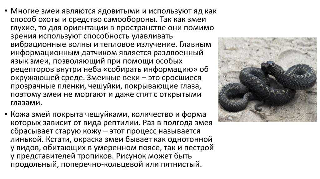 Какое животное не моргает и почему?