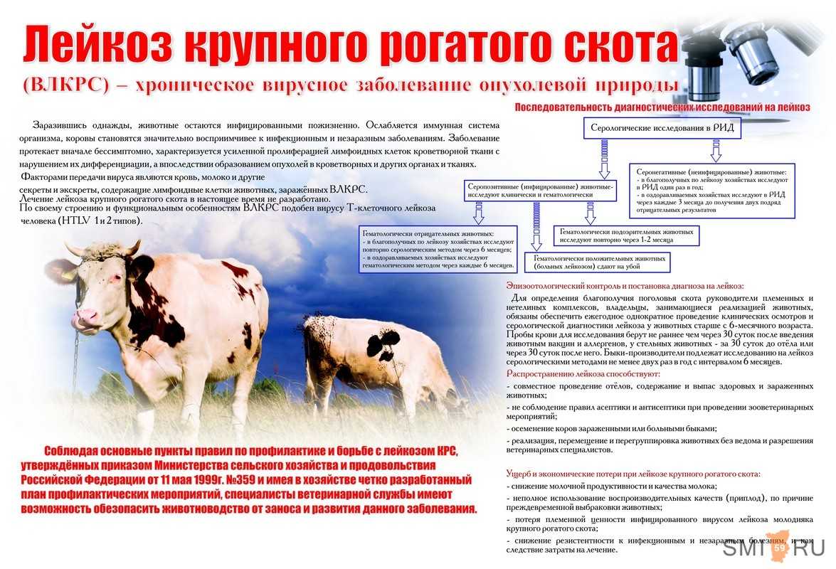 Выгодно ли держать корову, выгодно ли выращивать бычков на мясо