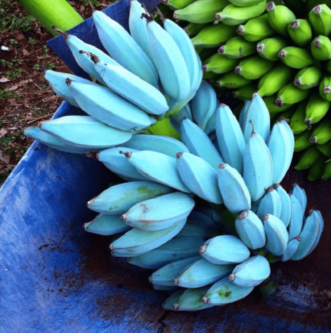 Blue java banana: the ice cream banana plant - epic gardening