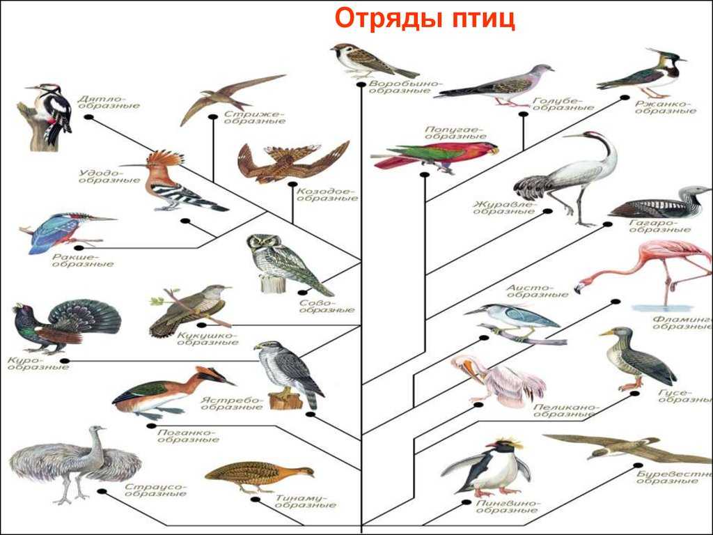 Весна перелётные птицы, фото. названия перелётных птиц ,картинки с названиями. перелетные птицы россии, в подмосковье, беларусь, урал,  север, сибирь. перелетные птицы разных регионов россии. какие перелетные птицы проживают в разных регионах россии