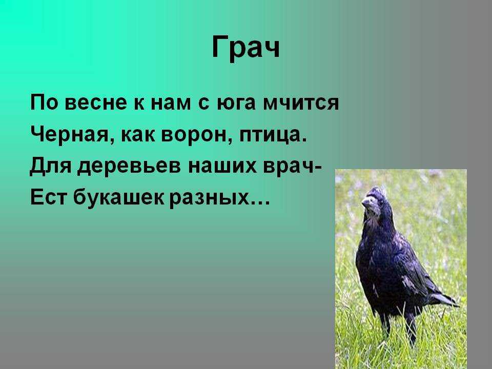 Грач. среда обитания и образ жизни грачей