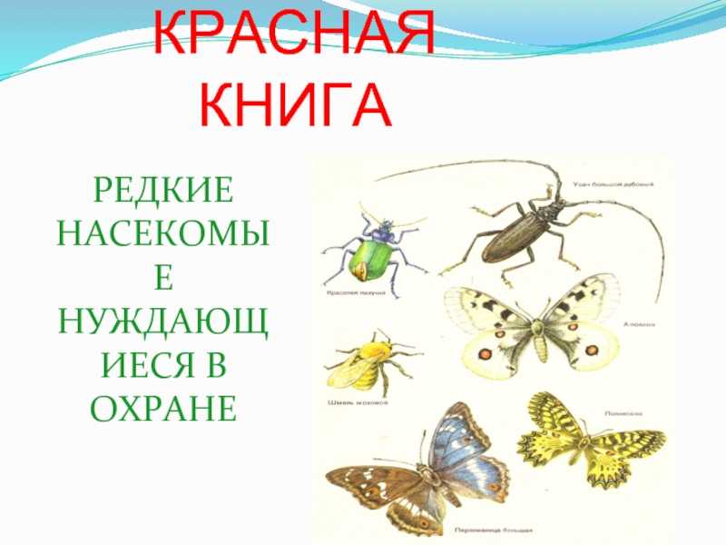 Насекомые красной книги россии: внешний вид, фото, особенности, интересные факты, среда обитания