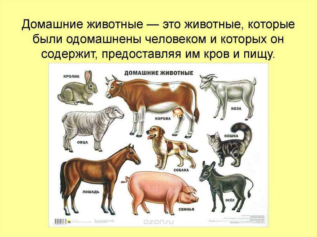 Одомашнивание. история, животные, способы