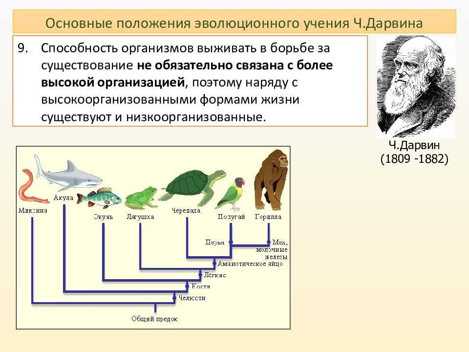 Теория естественного отбора дарвина