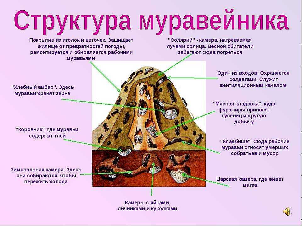 Как устроен муравейник: схема муравьиного города