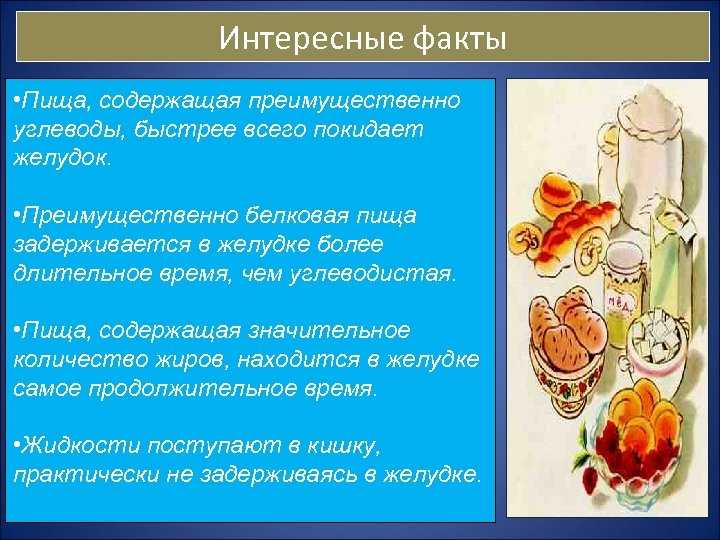 Пациентам: как переваривается пища в организме человека?