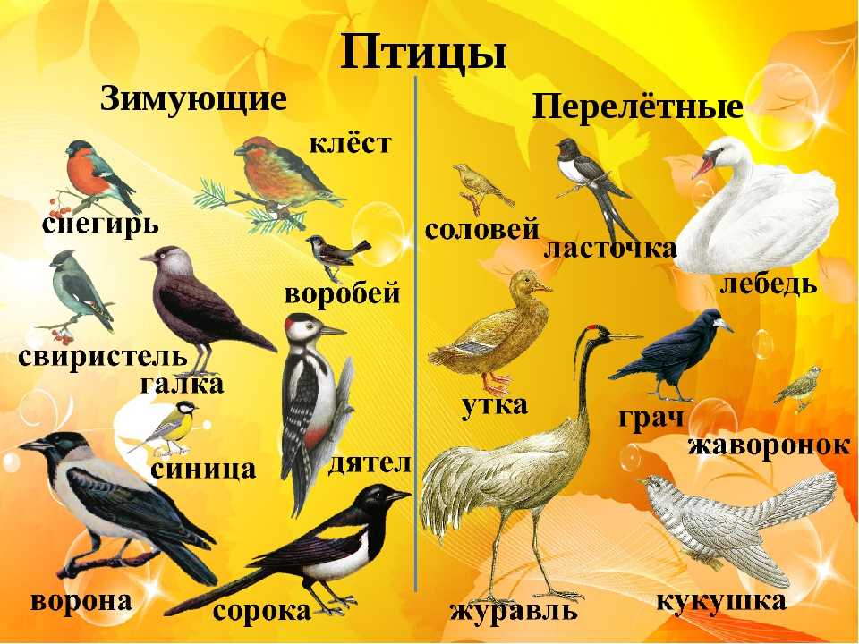 Куда улетают на зиму перелётные птицы? популярные места, куда летят пернатые до весны