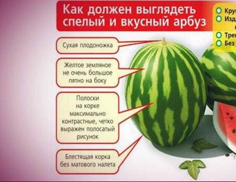 Дыня (растение)