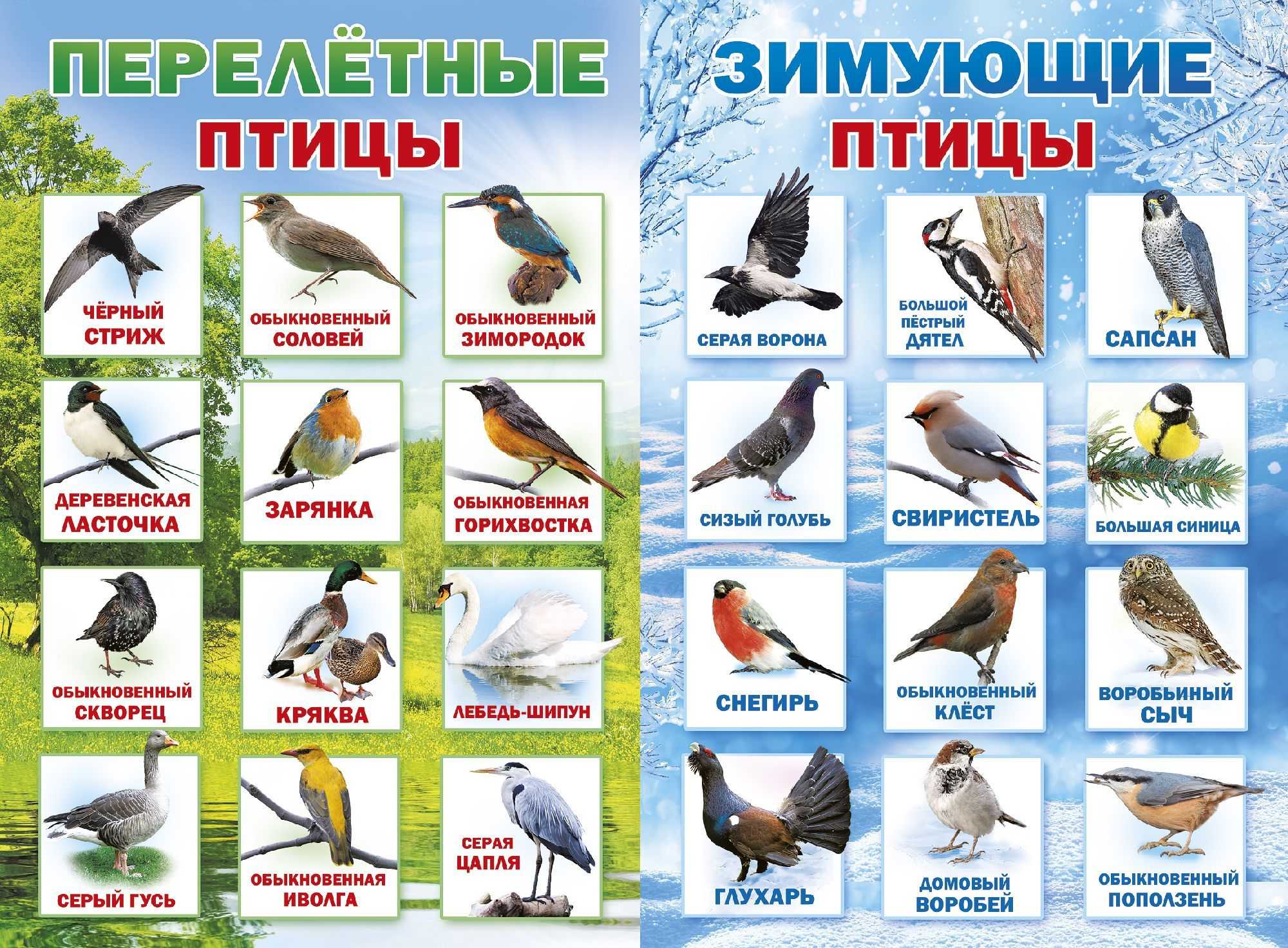 Зимующие и перелетные птицы – картинки с названиями для детей