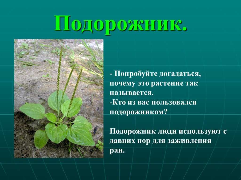 Подорожник - полезные свойства, состав и противопоказания (+8 фото)