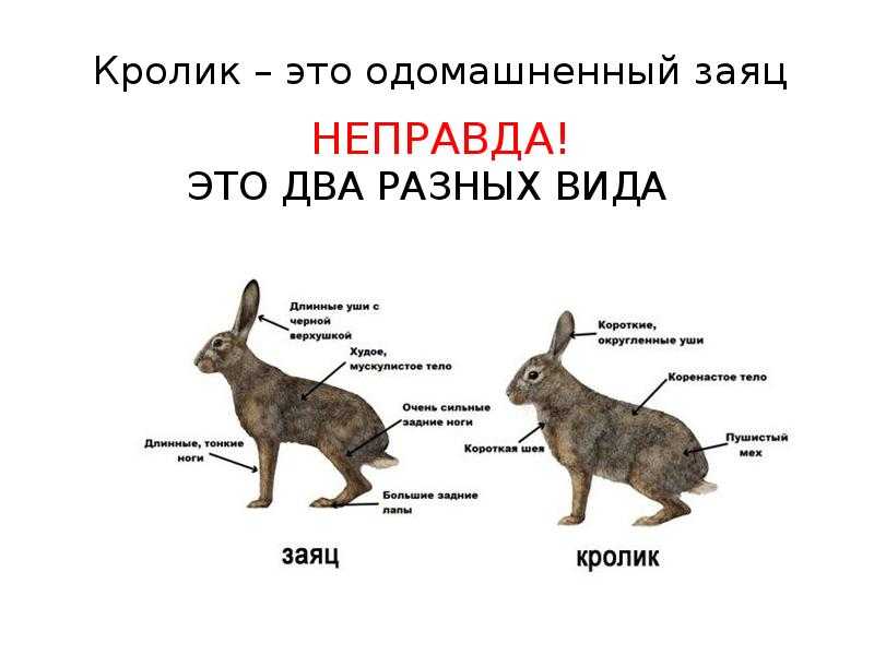Чем отличается заяц от кролика: внешние отличия, образ жизни
