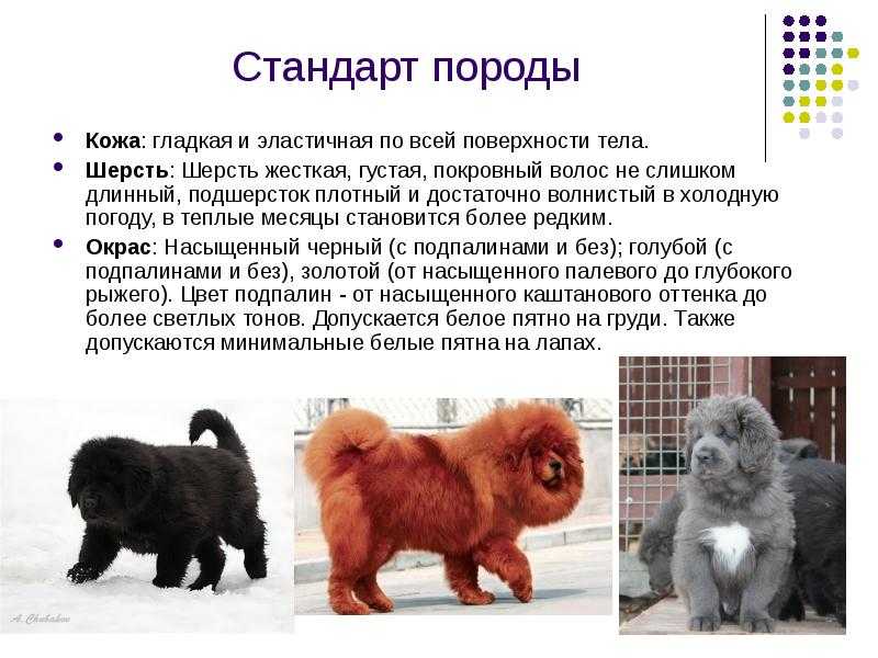 Тибетский мастиф: характеристика породы