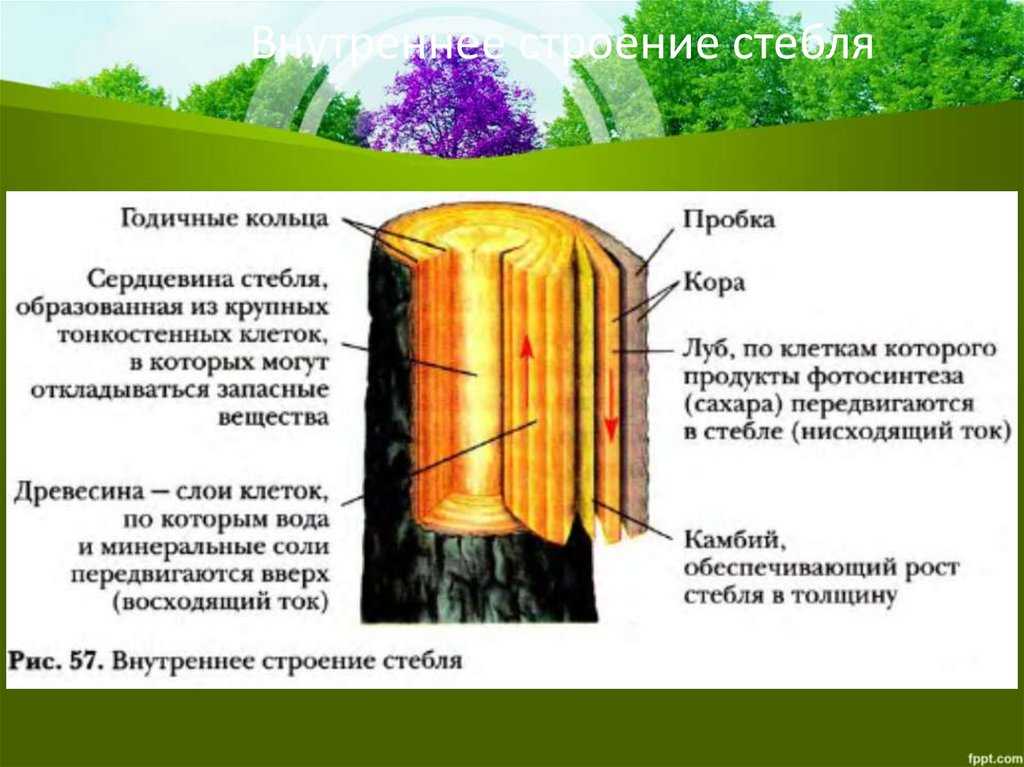 Топ-20 растений осушающие почву (для влажных и сырых почв)