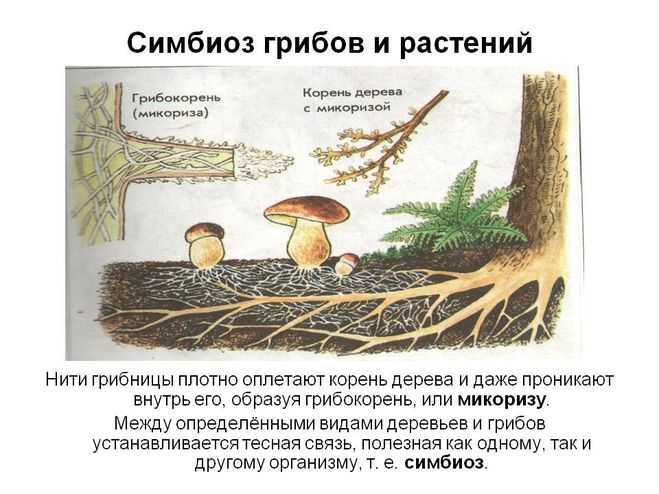 Симбионты