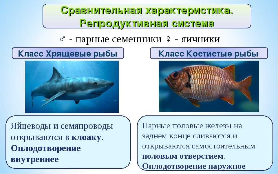 Мужчина-рыбы: характеристика знака зодиака в любви и отношениях