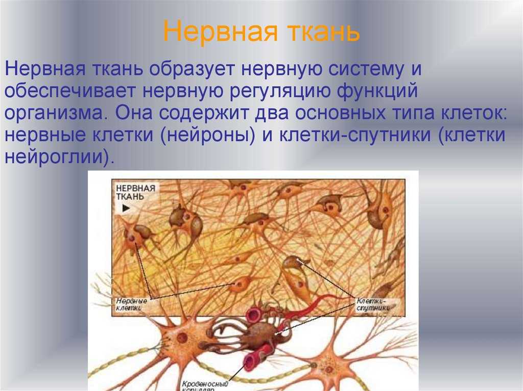 Гены, которые регулируют формирование раковых опухолей, ответственны за быстрый рост оленьих рогов, показала группа из китайских, американских и датских ученых Более того, прирученные оленями раковые гены защищают животных от заболевания