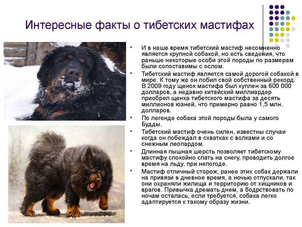 Тибетский мастиф: характеристика породы, уход и содержание, кормление, стандарты, история - zoosecrets