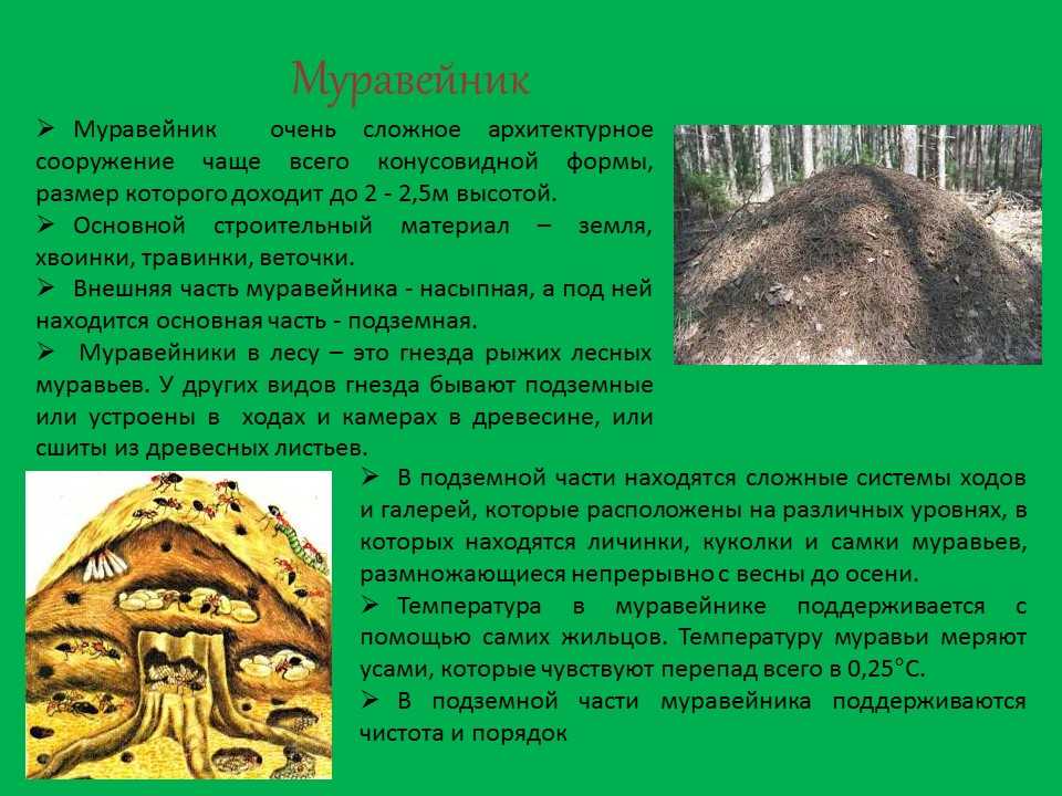 Размер муравья, его характеристики и особенности семьи