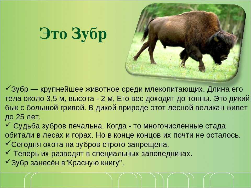 о зубрах, их особенностях, об образе жизни и статусе популяции