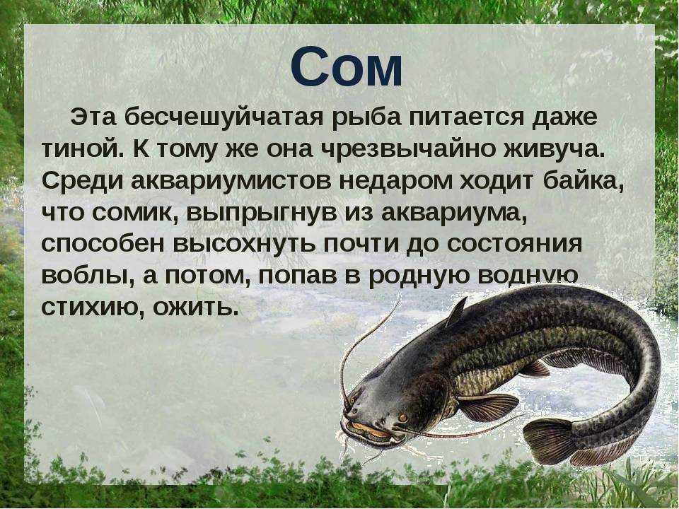 Обыкновенный сом: где живет, чем питается, на что его можно поймать?