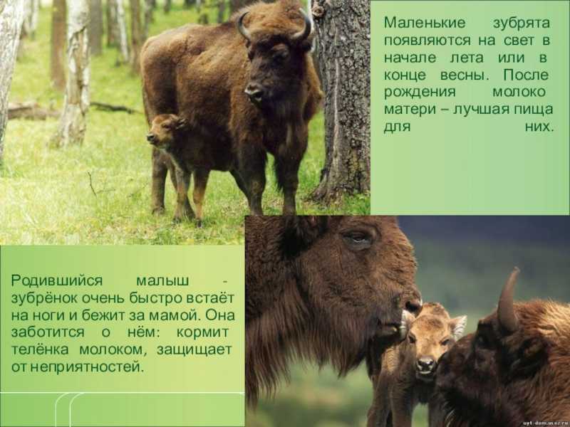 Зубр в красной книге - как выглядит зубр и где обитает