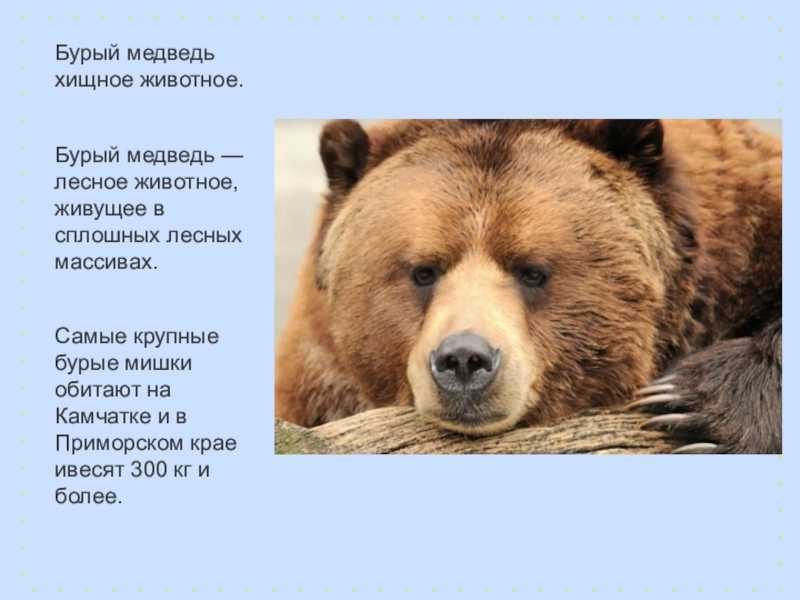 Что делать, если встретишь медведя: порядок действий, особенности поведения зверя, советы опытных охотников - truehunter.ru