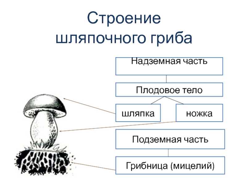 Шляпочные грибы - виды, особенности строения и жизнедеятельности